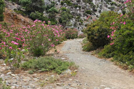 Agiofarango-mit-Oleander