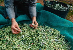 Man-collects-leaves-from-harvested-olives