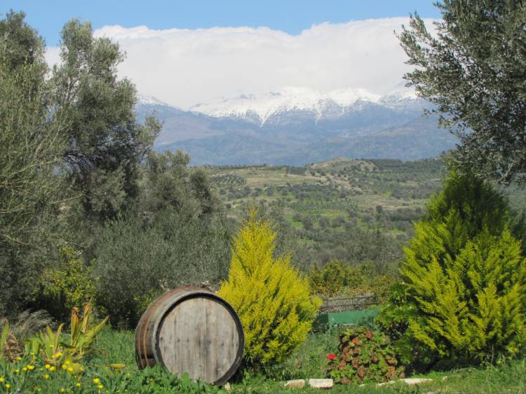 Green-blooming-Crete-February