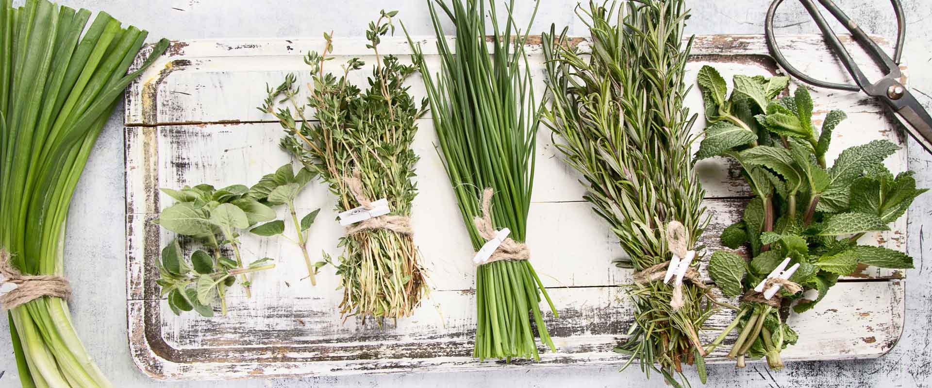 Eine-Auswahl-kretischer-Kraeuter-auf-Holztablett