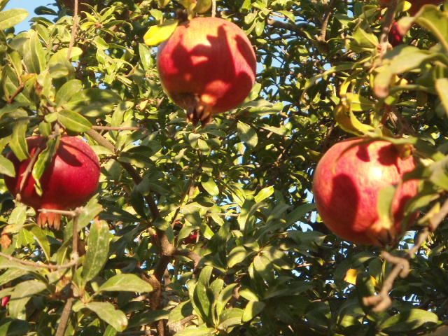 Drei-rote-Granataepfel-am-Baum