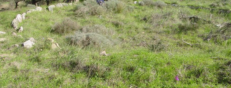 Alter-Steinkreis-fuer-Olivenmahlen