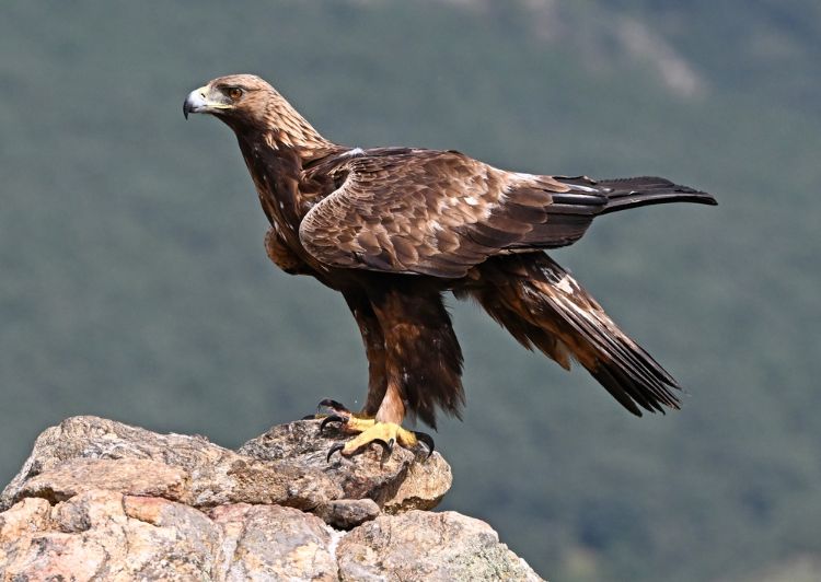 Goldadler-aquila-chrysaetos-Gebirge